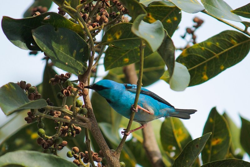 imagens_2952015833361